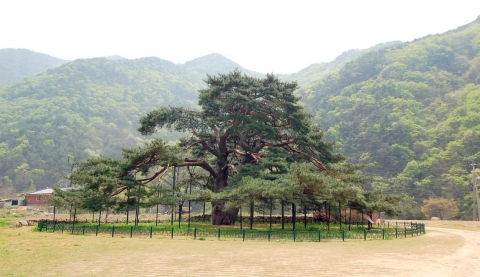 천연기념물 제352호 보은 서원리 소나무