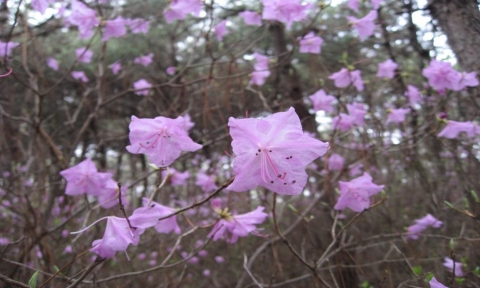 세종대왕릉 진달래 동산 (근경)