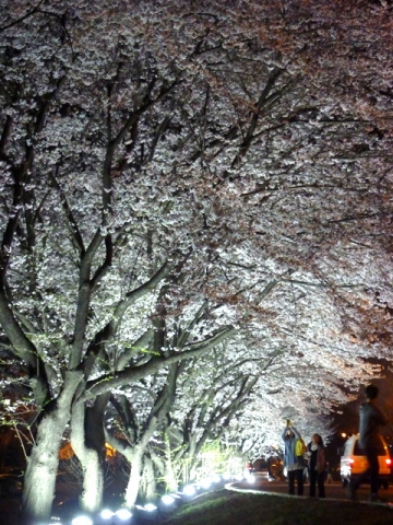 벚꽃 만개한 군산대 캠퍼스 야경