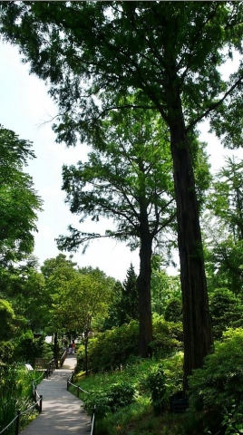 홍릉수목원