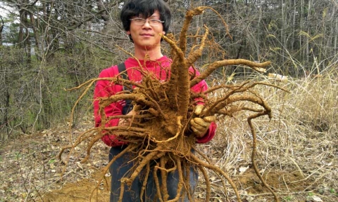 믿을 수 있는 야생약초를 취급하는 지리산 야생약초 전문점 지리산 할머니 약초마을에서는 지리산에서 해마다 야생약초를 채취하여 인터넷으로 판매하는 믿을만한 쇼핑몰이다.