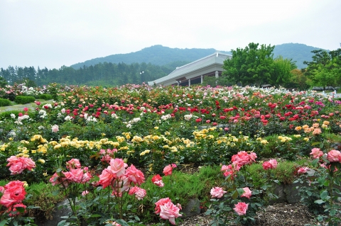 금강수목원에 핀 장미꽃