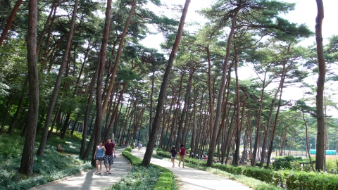 충남 태안 안면도수목원에 ‘전국 제일 소나무원’과 ‘희귀식물 전시림’이 조성된다.