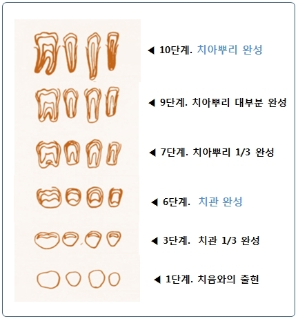 치아가 자라는 순서 - 치아머리인 치관이 먼저 자라고 치아뿌리인 치근이 생긴다.