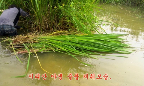 지리산 일대 야생약초를 전문적으로 채취 판매하는 지리산 야생약초 전문 쇼핑몰 ‘지리산 할머니 약초마을’에서 신비로운 풀 야생 줄풀 ‘고장초’를 채취하여 쇼핑몰에서 판매한다.