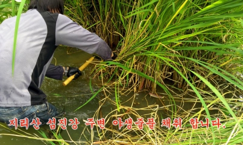 지리산 할머니 약초마을에서 채취 판매하는 야생 줄풀은 지리산 일대 약초만을 채취하는 전문 약초꾼이 직접 채취하여 엄격한 건조과정을 거쳐 인터넷 회원에게만 판매한다.