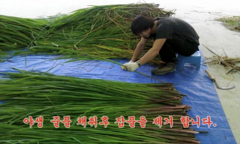 사람 몸 안에 있는 온갖 독을 풀어주는 효과가 있는 줄풀은 암, 변비, 고혈압, 관절염, 부종, 당뇨병, 비만증, 면역강화, 피부병, 위염, 위궤양 등에 탁월한 효과가 있는 것으로 널리 알려져 있다.