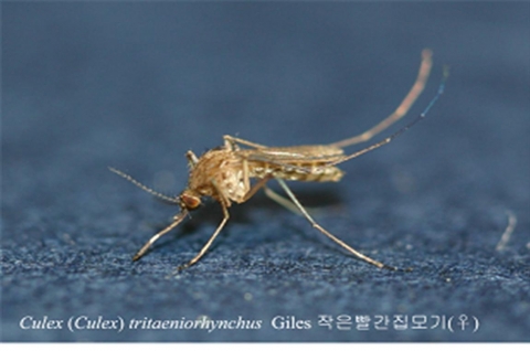 일본뇌염 매개 모기인 ‘작은빨간집모기’