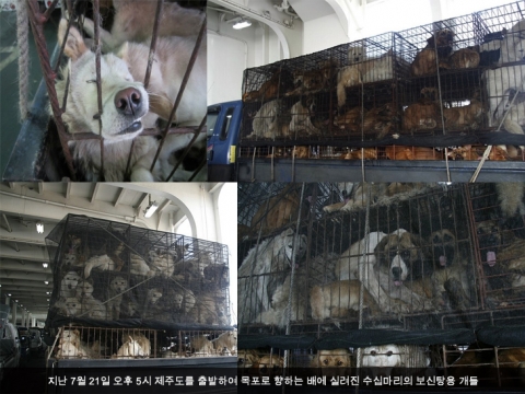 최근 온라인 커뮤니티는 제주도에서 배를 이용한 보신탕용 개들의 수송 과정이 공개되면서 네티즌들의 거센 분노가 들끓기 시작했다.