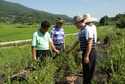 충남도농업기술원은 청양군농업기술센터와 합동으로 최고 품질의 구기자를 생산하기 위하여 도내 16농가를 대상으로 GAP교육 및 컨설팅을 실시하였다.