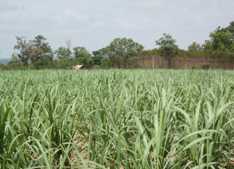 라오스에서 가장 많은 사탕수수가 재배되는 중부 사바나켓이다. 사탕수수는 해외 곡물시장에서 가장 비싼 가격에 거래되고 있다.
