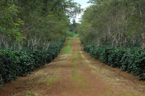 커피 생산지로 유명한 라오스 남부 빡송의 &#039;다흐앙&#039;그룹 커피농장이다. 노동인력 부족으로 투자의 매력을 잃어가는 지역으로 세콩주(州)나 사라반주(州)가 대안으로 떠오르고 있다.