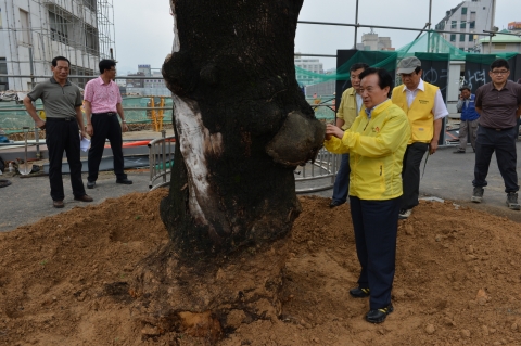 광주시, 옛 도청앞 ‘5ㆍ18 회화나무’ 복원