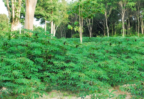 카사바 잎에는 다량의 탄수화물을 함유해 동물사료로 매우 적합한 것으로 알려졌지만, 기술이 없어 대부분 폐기 처리된다.