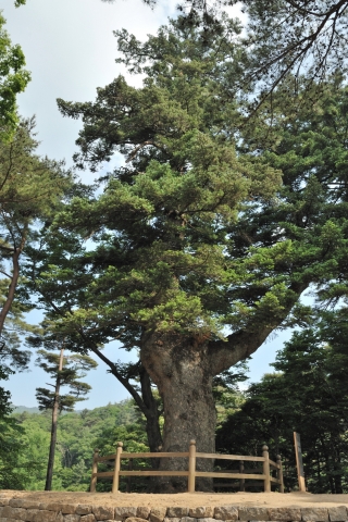 합천 해인사 학사대 전나무