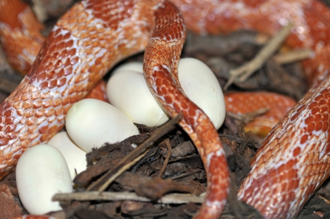 옥수수뱀이라고 불리는 콘스네이크가 지난 9월 18일 여섯 개의 알을 낳았다. 두 달 후에는 새끼로 부화되어 볼 수 있다.