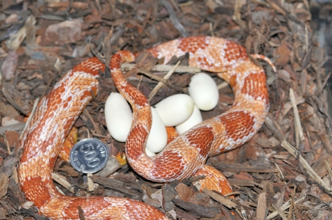 옥수수뱀이라고 불리는 콘스네이크가 지난 9월 18일 여섯 개의 알을 낳았다. 두 달 후에는 새끼로 부화되어 볼 수 있다.