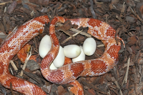 콘스네이크는 애완용 뱀으로 가장 널리 알려져 있는 뱀이다
