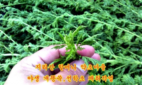 요즘 방송에 암예방과 치료에 좋다고 자주 등장하는 야생 개똥쑥, 짚신나물, 까마중 등이 자주 소개되고 있지만, 중요한 점은 야생으로 자생한 약초가 효과가 있다는 사실이다.