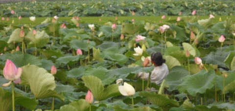 연밭을 직접 재배하는 연 연구 분야의 왕군자 명인.