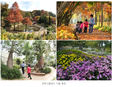 국화로 단풍이 어우러진 가을의 한택식물원 풍경입니다.