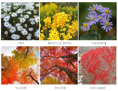 가을꽃들과 국화, 그리고 단풍, 열매들 만날 수 있습니다.