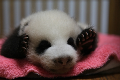2012년 청두 판다 베이스에서 가장 먼저 태어나 생후 3개월이 된 아기 판다 ‘오레오’