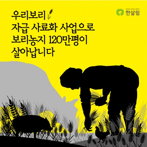 우리 땅, 우리보리를 살리고 사료 곡물의 수입의존도를 낮추는 우리보리살림사료의 첫 급여를 한살림이 시작합니다.