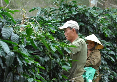 라오스 커피는 나무를 심고 3년 후부터 최소 15년간 수확이 가능하고, 법인으로 땅을 매입하면 후대까지 물려줄 수 있는 장점이 있다.
