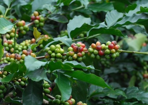 10헥타르를 개간해 커피나무를 심으면, 3년 후부터 매년 약 1억원 정도의 수익이 발생한다.