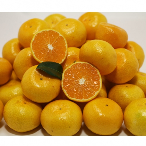 주부들의 명품식단을 위한 1, 2차 식품은 물론 가공식품과 생활용품 등을 다루는 식품중심 종합몰 ‘하나로몰’이 12월 1일 그랜드 오픈한다. (사진 노지감귤)