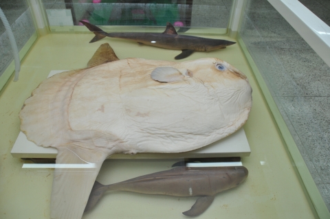 청상아리, 개복치, 상괭이