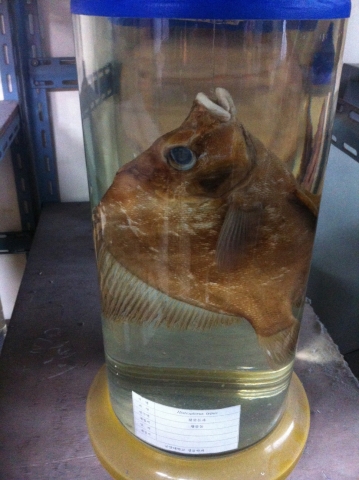 황줄돔