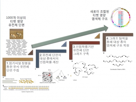 건국대 연구팀은 새로운 알고리즘을 중국의 베이징 유전체 연구소 (Beijing Genomics Institute)에서 최근 시퀀싱된 티벳 영양(Tibetan antelope) 데이터들에 적용해 그 유용성이 검증됐다고 밝혔다. 새로운 RACA 기법을 활용해 1,000개 이상의 티벳영양 유전체 단편들 만으로 티벳영양의 염색체 구조를 새롭게 조합해 완성했다.