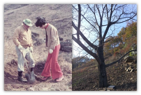 故 최종현 SK그룹 선대회장과 박계희 여사 내외가 1977년 3월에 심은 묘목이 지름 30센치 이상의 아름드리 나무로 자랐다.