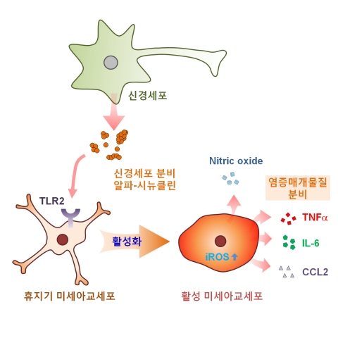 건국대학교는 11일 의생명과학과 이승재 교수와 김창연 박사(제1저자), 이혜진 교수 연구팀이 뇌조직에 존재하는 면역세포에서의 뇌염증 반응에 관여하는 단백질의 정체를 밝힘으로써, 이들 단백질을 제어하는 방식으로 뇌질환 치료 가능성을 제시했다고 밝혔다.