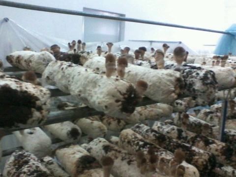 중국에서 불법수입되어 재배되고 있는 참송이버섯 톱밥배지.