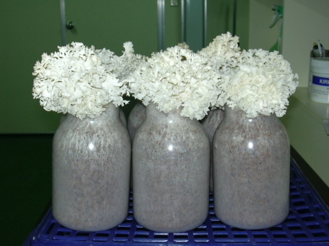 2001년 하나바비오텍이 국내 최초로 생산한 병재배 꽃송이버섯