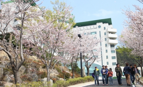 벚꽃이 만발한 동명대학교의 캠퍼스 전경