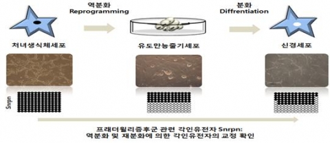 역분화 및 재분화에 의한 각인유전자 교정 모식도