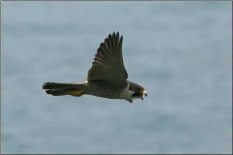 국립공원연구원 철새연구센터가 제공한 소매물도에서 번식하는 환경부 지정 멸종위기1급  매(Falco peregrinus)