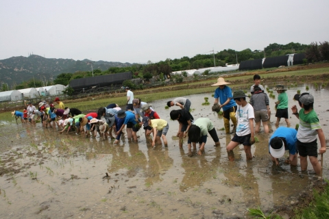 과천맑은샘학교 손 모내기 행사