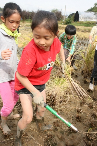 작년 과천맑은샘 학교에서 벼베기를 하고 있는 아이들