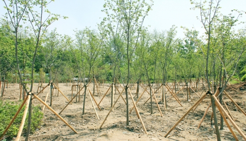 로이킴 팬클럽이 조성한 로이킴숲 전경