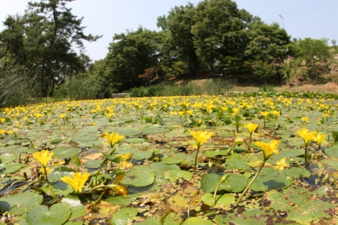 덕동마을 연못-노랑어리 연꽃