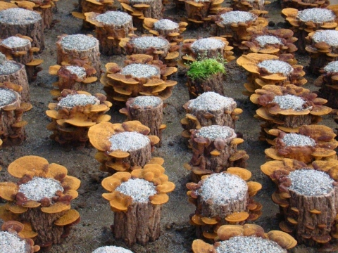 바나듐이 함유된 새로운 상황버섯인 ‘바나듐상황버섯’은 당뇨뿐 아니라 높은 항암효과를 가지고 있고, 상황버섯의 베타글루칸에 의해 면역력이 향상되고 암 전이가 96.7%까지 억제되며, 에르고스테롤 성분은 암세포로 공급되는 영향분을 감소시켜 암 세포를 약화시킨다. 종자명 : 황금 상황버섯(바나듐 함유)