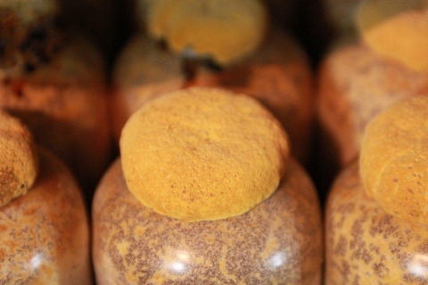 바나듐이 함유된 새로운 상황버섯인 ‘바나듐상황버섯’은 당뇨뿐 아니라 높은 항암효과를 가지고 있고, 상황버섯의 베타글루칸에 의해 면역력이 향상되고 암 전이가 96.7%까지 억제되며, 에르고스테롤 성분은 암세포로 공급되는 영향분을 감소시켜 암 세포를 약화시킨다. 린테우스 상황버섯(바나듐 함유)이 성공적으로 재배된 것을 보여주는 확대 사진.