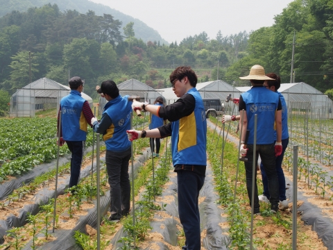 신한카드 임직원과 가족, 대학생 봉사단이 1사1촌 강원도 횡성군 공근면 삼배리마을에서 구슬땀을 흘리고 있다.