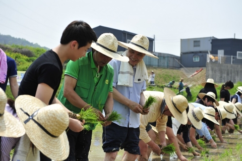 경기도 고양시 고봉동마을 에서 청 직원과 고봉동새마을지도자협의회 등 마을주민과 모내기를 하고 있는 소방방재청  남상호 청장