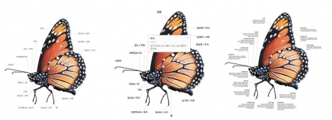 네이버 지식백과&gt;인포그래픽&gt;브리태니커 비주얼 사전 &gt; 나비의 형태  (좌측부터) 한글, 한글 해설 펼침, 영문